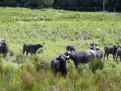 - vodni bivoli- Naravni rezervat Ormo&scaron;ke lagune; Ormo&scaron;ke lagune so 55 hektarjev veliko mokri&scaron;če antropogenega nastanka, ki leži na območju rečnega ekosistema Drave ob Ormo&scaron;kem jezeru.- 02.08.2019 &ndash; Občina Ormož &ndash; reportaža za rubriko Neodkrita mesta //FOTO: Matjaž Ru&scaron;t
