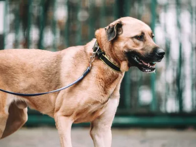 Zaveti&scaron;če za zapu&scaron;čene živali Horjul, pes Bobo. Foto: Zaveti&scaron;če Horjul 