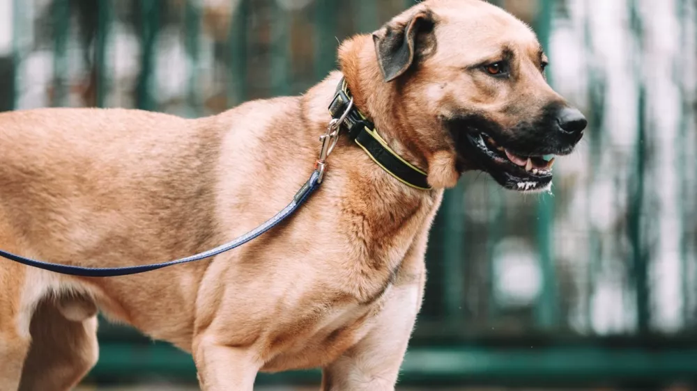 Zaveti&scaron;če za zapu&scaron;čene živali Horjul, pes Bobo. Foto: Zaveti&scaron;če Horjul 