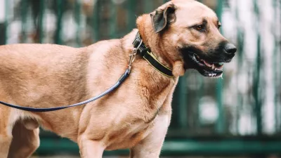 Zaveti&scaron;če za zapu&scaron;čene živali Horjul, pes Bobo. Foto: Zaveti&scaron;če Horjul 