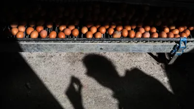 - jajca  - 03.04.2018 - Kmetijsko podejtje Meja &Scaron;entjur d.d., proivzodnja jajc, jabolk in žitaric  //FOTO: Jaka Gasar