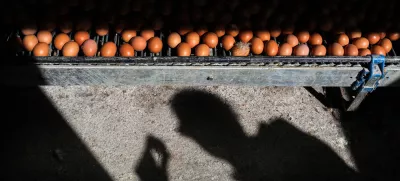 - jajca  - 03.04.2018 - Kmetijsko podejtje Meja Šentjur d.d., proivzodnja jajc, jabolk in žitaric  //FOTO: Jaka Gasar