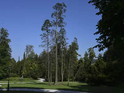 31.07.2024 - Po&scaron;kodovana drevesa, park Tivoli. FOTO: Nik Erik Neubauer