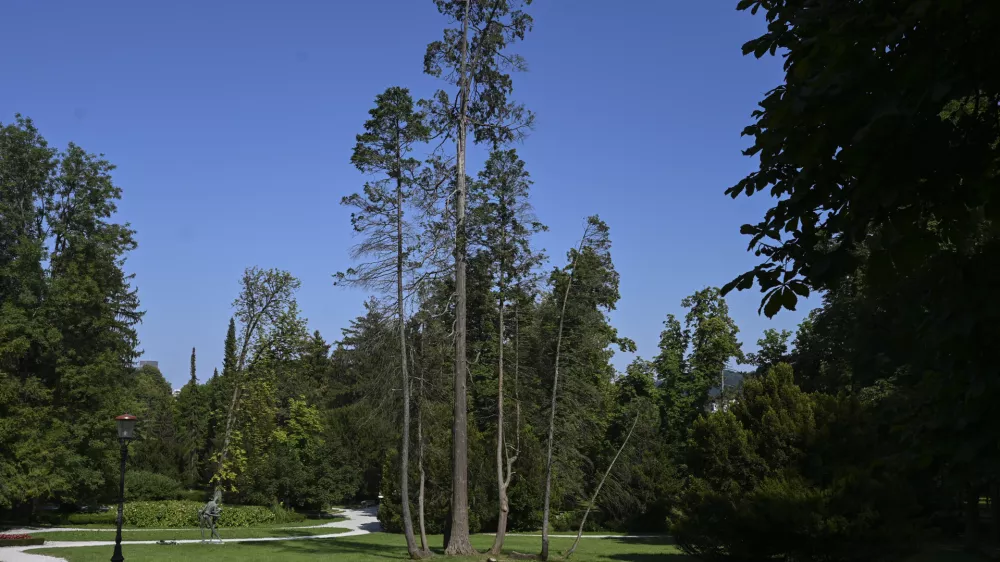 31.07.2024 - Po&scaron;kodovana drevesa, park Tivoli. FOTO: Nik Erik Neubauer