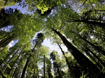 - Kočevski rog - Ro&scaron;ki pragozd, - kočevski gozdovi - Ro&scaron;ka pe&scaron;pot //FOTO: Jaka AdamičOPOMBA: ZA OBJAVO V PRILOGI &ndash; DNEVNIKOV OBJEKTIV - REPORTAŽA