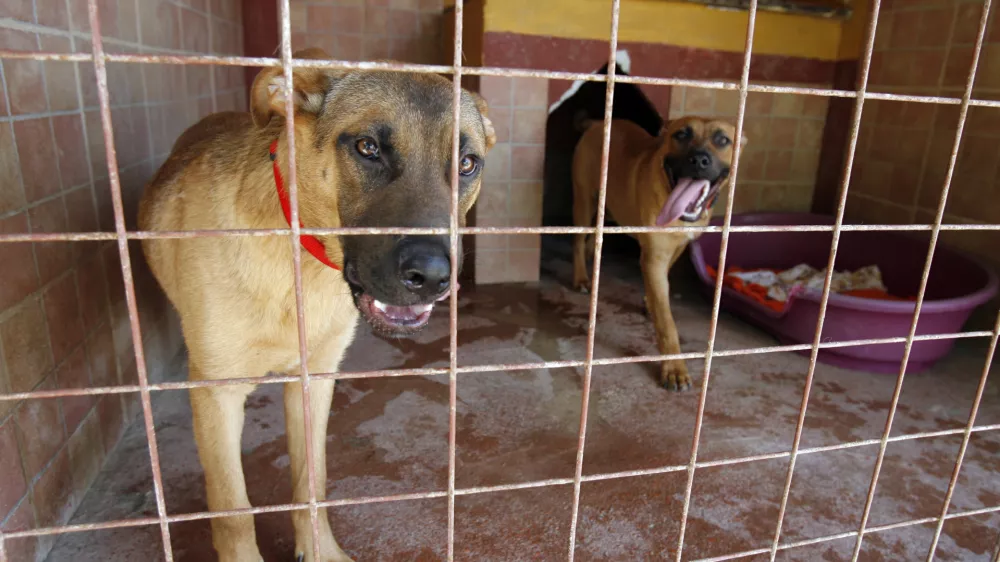 Zaveti&scaron;če za zapu&scaron;čene živali Horjul, //FOTO: Luka CjuhaOPOMBA: ZA OBJAVO V PRILOGI &ndash; DNEVNIKOV OBJEKTIV -