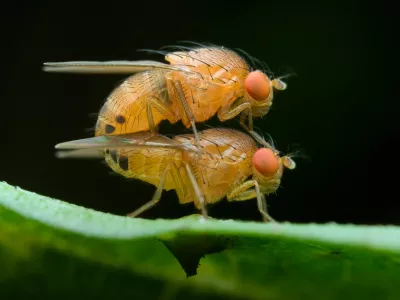 Vinski mu&scaron;ici med parjenjem / Foto: Istock