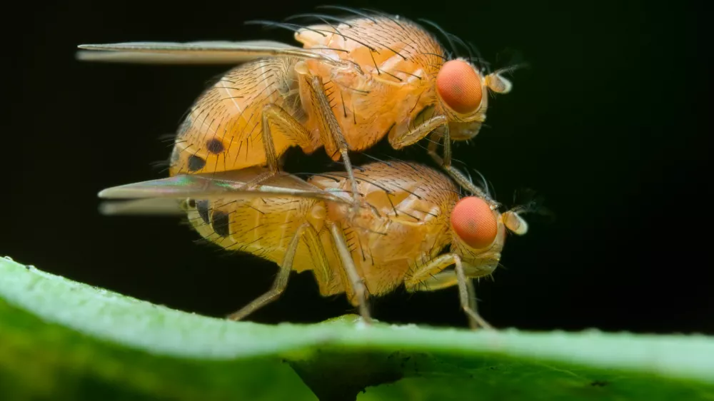 Vinski mu&scaron;ici med parjenjem / Foto: Istock
