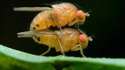 Vinski mu&scaron;ici med parjenjem / Foto: Istock