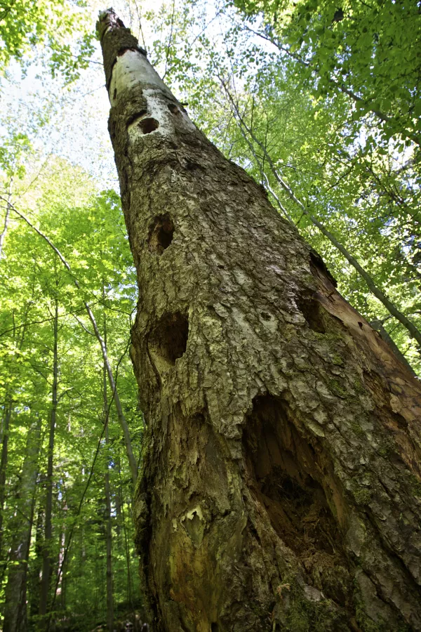 Kak&scaron;ne zgodbe bi lahko pripovedovala drevesa tamkaj&scaron;njega pragozda!