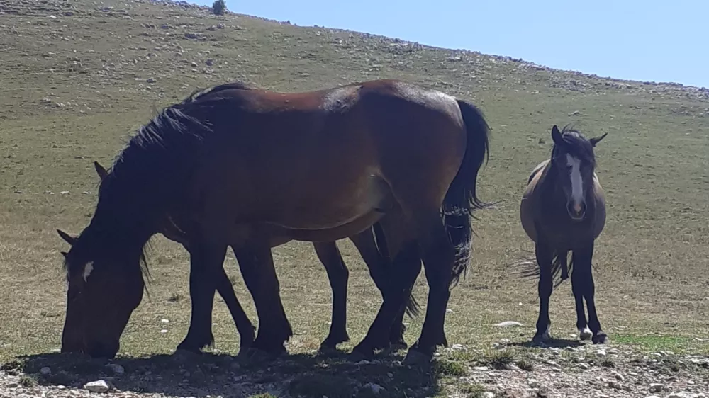 Bjea&scaron;nica, konjii