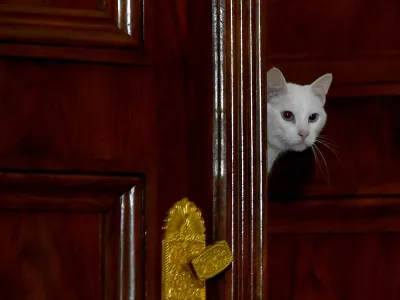 Mačke so že od 18. stoletja pomemben del življenja v sanktpeterbur&scaron;kem Ermitažu, enem največjih in najstarej&scaron;ih muzejev na svetu. / Foto: Profimedia