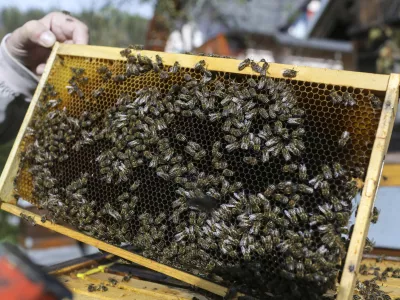 satnica- 25.10.2014 - Podkoren na Gorenjskem - čebelarstvo - krajnske čebele - čebelnjak - čebelji panji