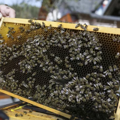 satnica- 25.10.2014 - Podkoren na Gorenjskem - čebelarstvo - krajnske čebele - čebelnjak - čebelji panji