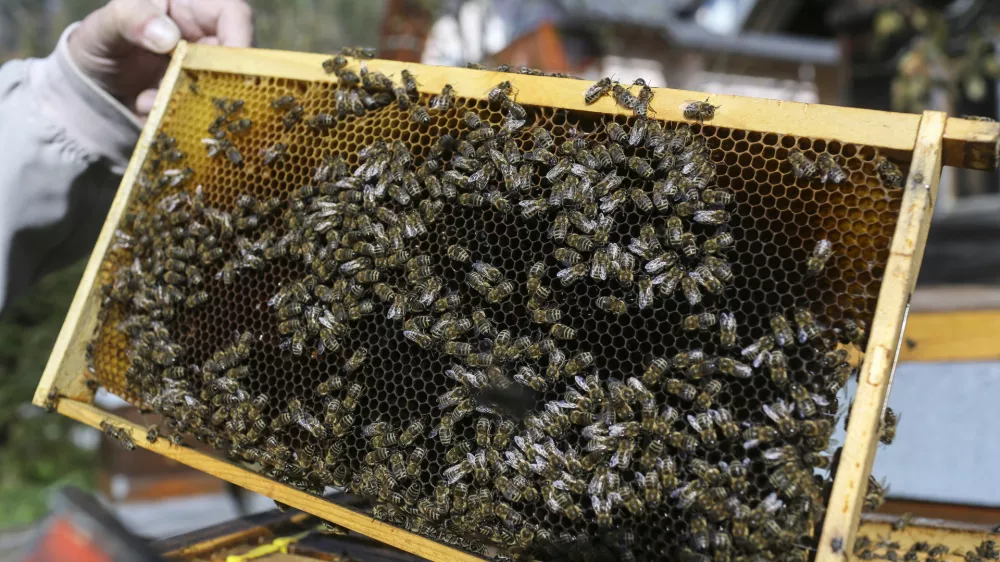 satnica- 25.10.2014 - Podkoren na Gorenjskem - čebelarstvo - krajnske čebele - čebelnjak - čebelji panji