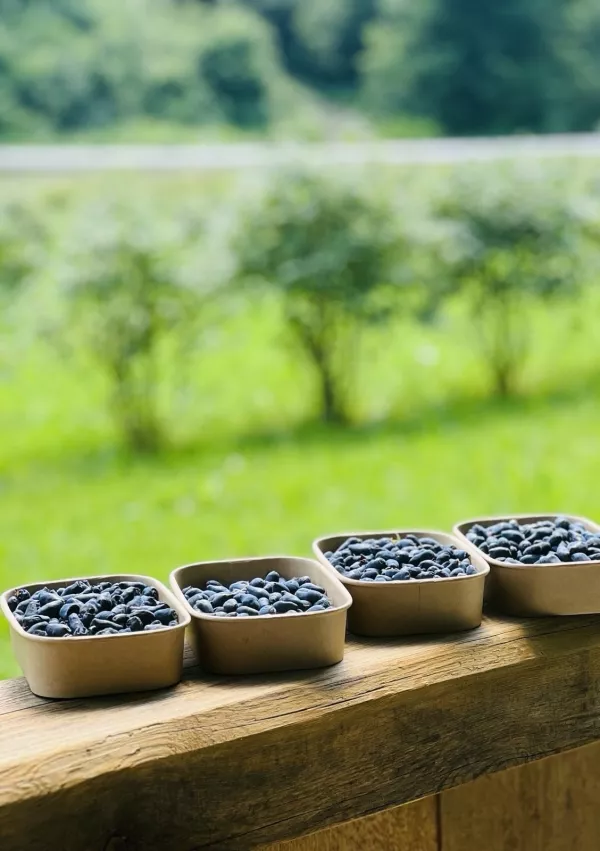 sibirske, haskap borovnice, Hi&scaron;ka borovnic / Foto: Osebni Arhiv Hi&scaron;ke Borovnic 