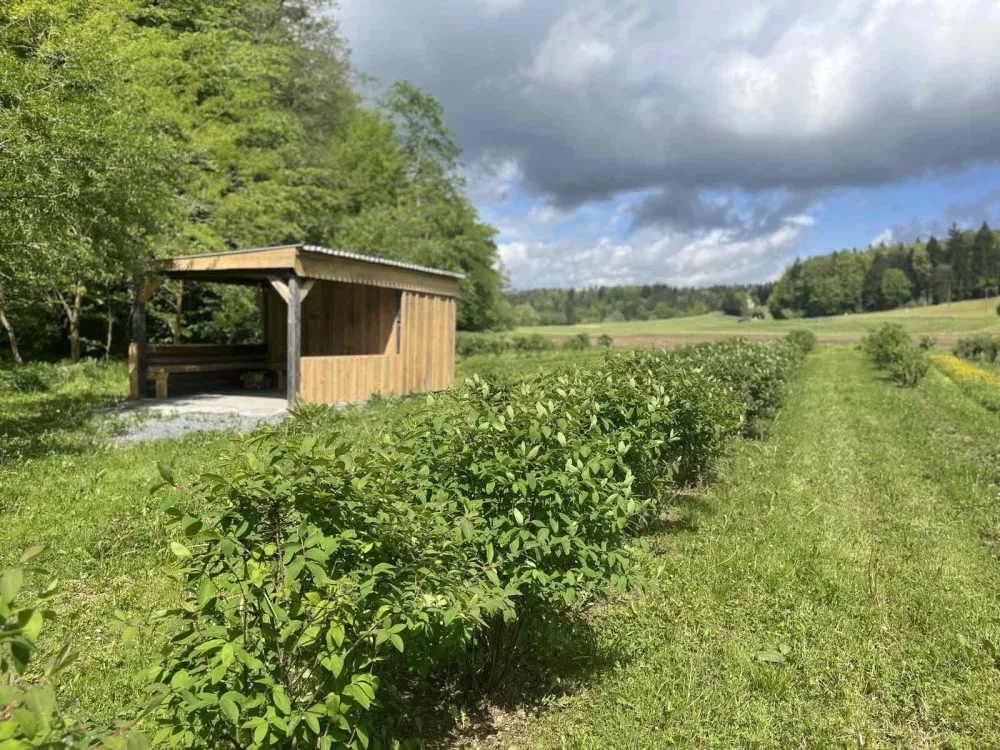 nasad, Hi&scaron;ka borovnic, haskap borovnice / Foto: Osebni Arhiv Hi&scaron;ke Borovnic 