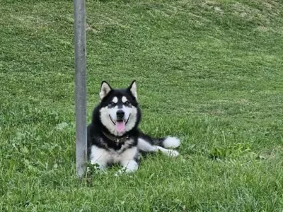 Pes Lord Foto: Zaveti&scaron;če Litija