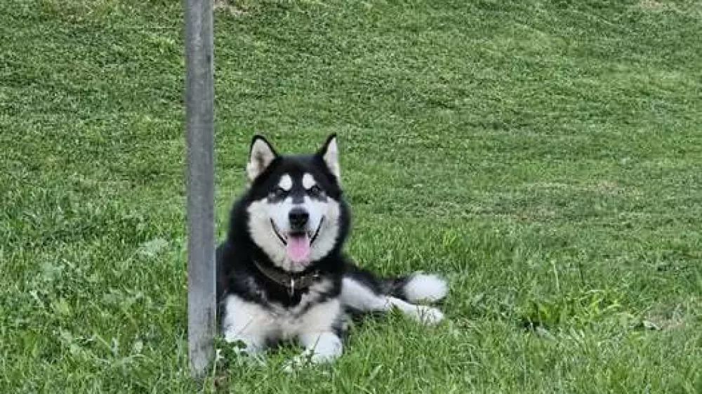 Pes Lord Foto: Zaveti&scaron;če Litija