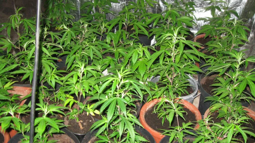 Trboveljski policisti so pri 24- letniku na&scaron;li prirejen prostor za gojenje prepovedane droge konoplja &ndash; rastline.