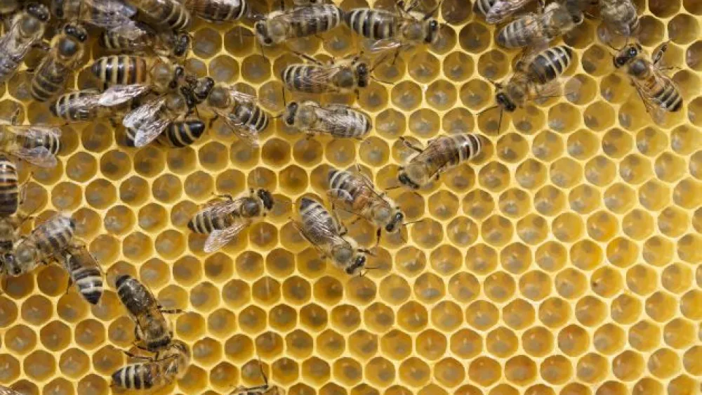 - Čebelarstvo - čebelarji - čebele - //FOTO: Jaka AdamičOPOMBA: ZA OBJAVO V PRILOGI &ndash; DNEVNIKOV OBJEKTIV - REPORTAŽA O ČEBELAH