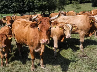 - krave, govedo - 28.08.2018 &ndash; Ekolo&scaron;ka kmetija Zadravec, živinoreja in eko kmetijski pridelki, Miklavž pri Ormožu v Občini Ormož - Prlekija //FOTO: Jaka Gasar