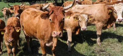 - krave, govedo - 28.08.2018 – Ekološka kmetija Zadravec, živinoreja in eko kmetijski pridelki, Miklavž pri Ormožu v Občini Ormož - Prlekija //FOTO: Jaka Gasar