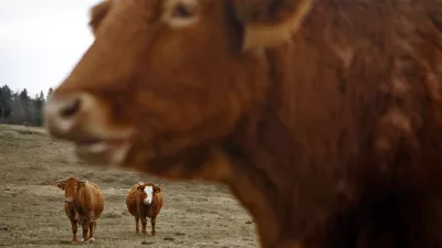 - govedoreja - krave - krava -živinoreja - pa&scaron;nik - //FOTO: Bojan Velikonja 