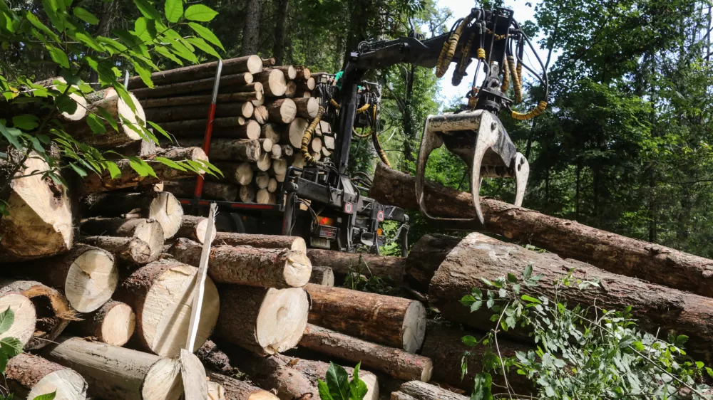 17.8.2016 - Lubadar - sanacija po&scaron;kodovanih gozdov zaradi epidemije lubadarja - sečnja in spravilo po&scaron;kodovanega lesa - podrta - polomljena drevesa - gozdovi - gozd - les - hlodovina -&nbsp; gozdarstvo - &nbsp;&nbsp;&nbsp;&nbsp;//FOTO: Luka Cjuha.