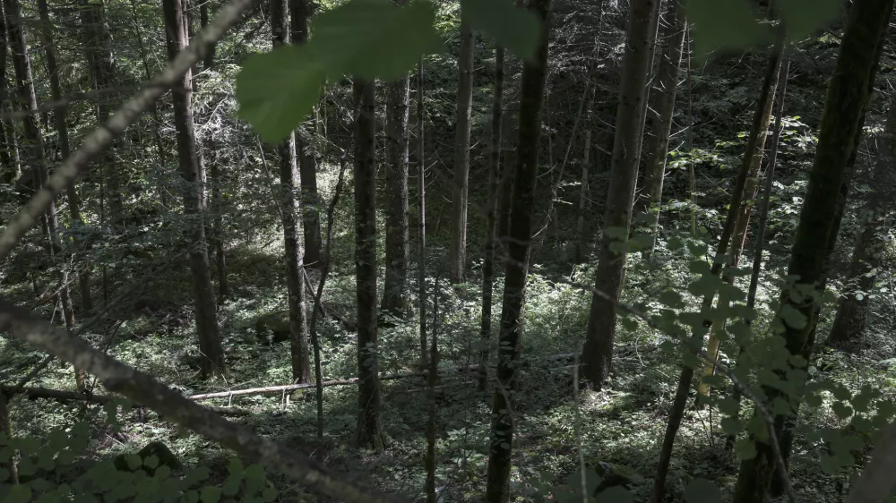 - brezno v gozdu, kamor naj bi po novem naselili Rome iz naselja Lepovče- 07.06.2023 &ndash; Romsko naselje Lepovče v občini Ribnica &ndash; romi - //FOTO: Jaka Gasar