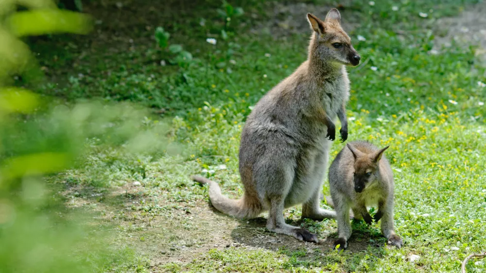 kenguru, ZOO - Živalski vrt Ljubljana 2012 - rojstva novih živali - mladiči//FOTO: Tomaž Zajel&scaron;nik