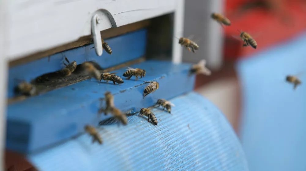 - terasa CD - Cankarjev dom - čebelnjak - krajnske čebele na terasi Cankarjevega doma - gre za tri ameri&scaron;ke nakladne panje LR s spremenljivim volumnom, ki preprečujejo rojenje, ker jih je mogoče povečevati glede na rast družine,//FOTO: Luka Cjuha