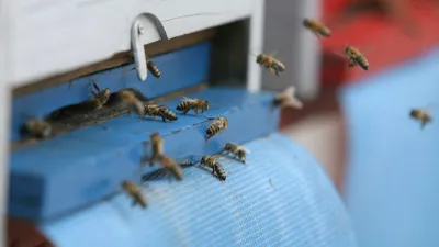 - terasa CD - Cankarjev dom - čebelnjak - krajnske čebele na terasi Cankarjevega doma - gre za tri ameri&scaron;ke nakladne panje LR s spremenljivim volumnom, ki preprečujejo rojenje, ker jih je mogoče povečevati glede na rast družine,//FOTO: Luka Cjuha