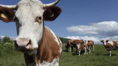 govedoreja - krave - krava -živinoreja - pa&scaron;nik - //FOTO: Luka Cjuha