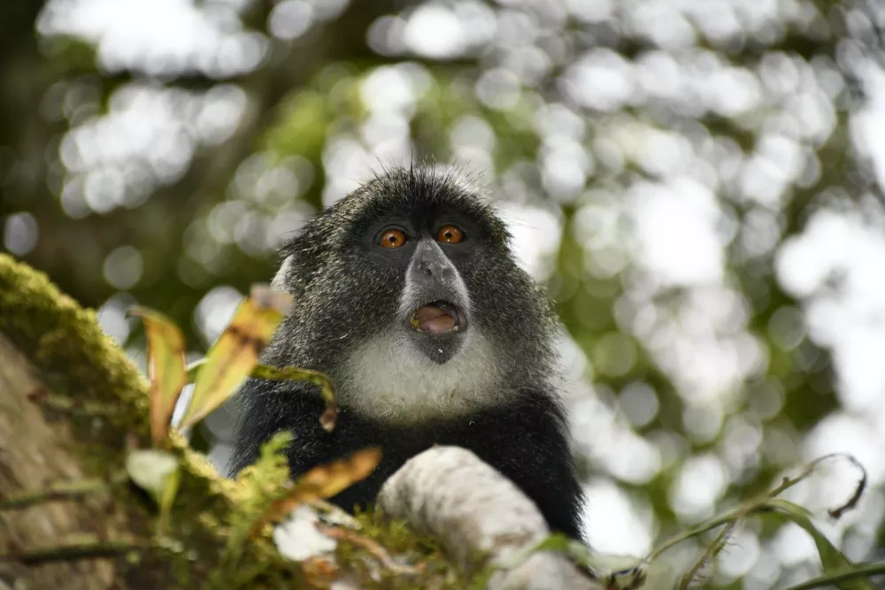 Prvi dan so jih spremljale opice v kro&scaron;njah dreves.