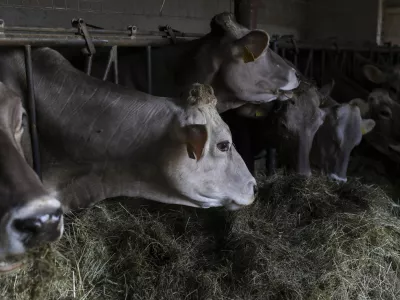- simbolična fotografija - krava, domača žival - govedoreja - 15.04.2022 - Pivka - Ekolo&scaron;ka Kmetija Jernuclevi, Petelinje 27, - proizvodnja mleka in predelava v mlečne izdelke - //FOTO: Jaka Gasar