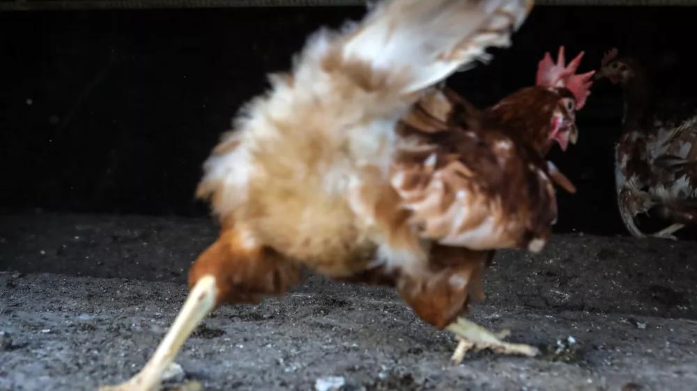 Petintrideset rejcev, ki koko&scaron;i nesnice &scaron;e redijo v obogatenih kletkah, se bo moralo do leta 2029 preusmeriti v druge oblike reje, med katerimi je tudi reja na prostem. Foto: Jaka Gasar&nbsp;