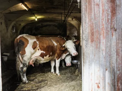 - Krave, &scaron;tala, živinoreja.- 25.03.2023 &ndash; Zgornje Gameljne - Kmetija Franca Junkerja - &scaron;esto&scaron;olec Aleksej po pouku najraje obi&scaron;če Frančevo kmetijo in mu pomaga pri oskrbi krav in drugih kmečkih opravilih - //FOTO: Bojan Velikonja