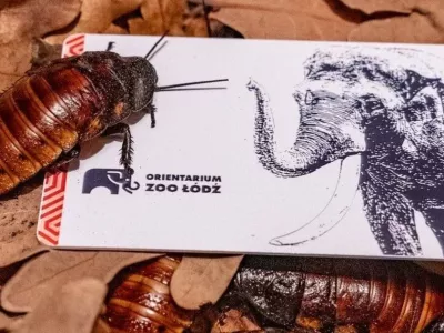 Foto: Živalski vrt v Ł&oacute;dźu.