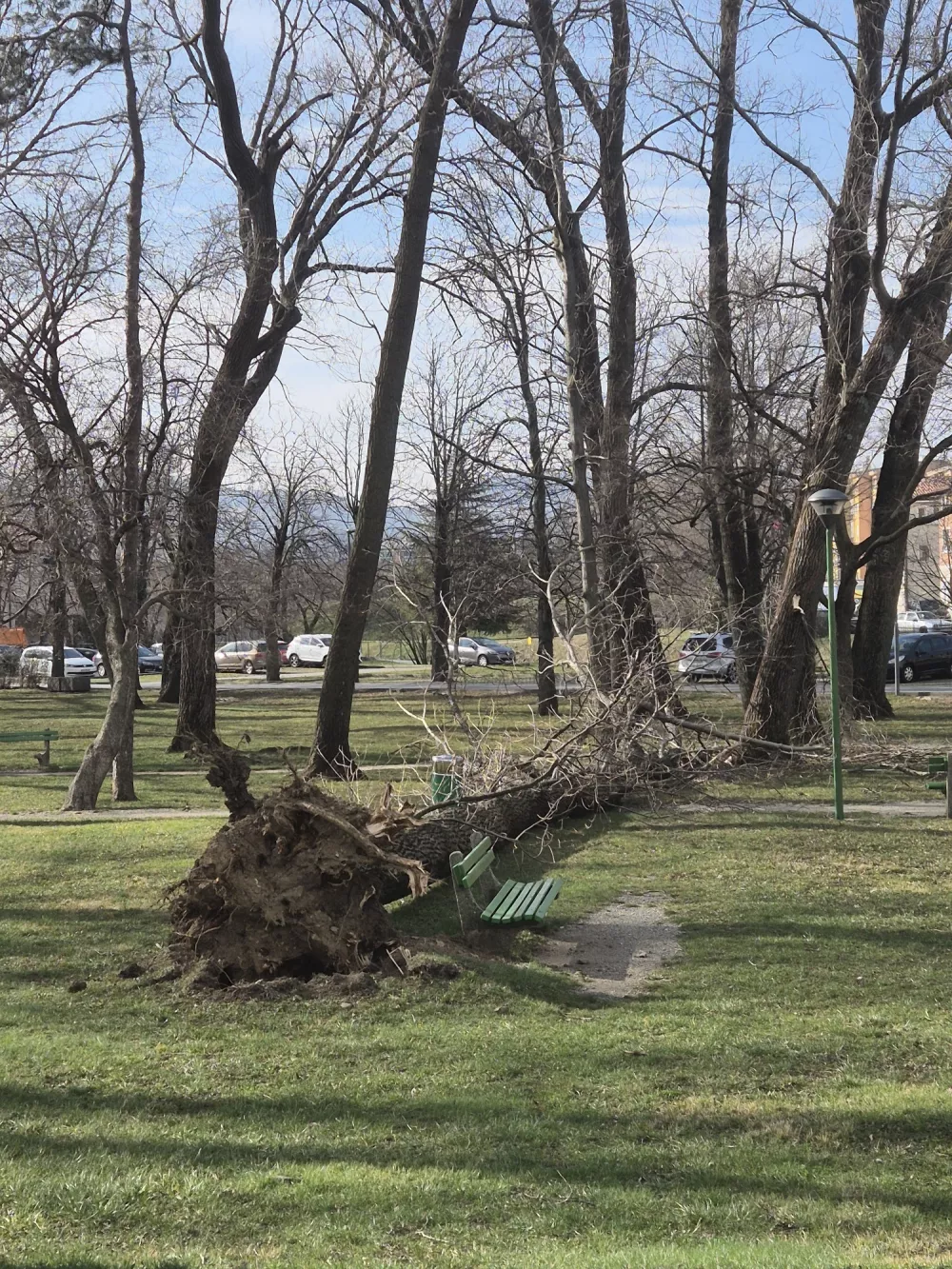 Burja. Ajdov&scaron;čina. Podrto drevo.