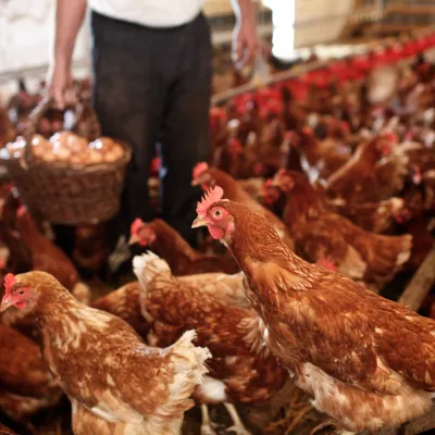 Franc Vratarič - reja kokoši - kurja farma - PREKMURJE 2010 - Pomurje leto dni kasneje odkar je šlo podjetje Mura v stečaj.- ///FOTO: Luka Cjuha OPOMBA: ZA OBJAVO V PRILOGI – DNEVNIKOV OBJEKTIV - REPORTAŽA