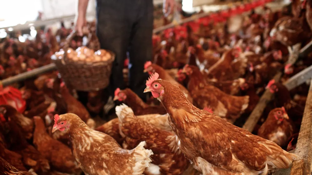 Franc Vratarič - reja koko&scaron;i - kurja farma - PREKMURJE 2010 - Pomurje leto dni kasneje odkar je &scaron;lo podjetje Mura v stečaj.- ///FOTO: Luka Cjuha OPOMBA: ZA OBJAVO V PRILOGI &ndash; DNEVNIKOV OBJEKTIV - REPORTAŽA