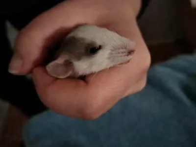 Foto: Dru&scaron;tvo Pasja nota