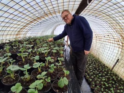 Kmetija Mazej sadike jagode / Foto: Katja Petrovec 