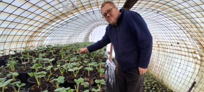 Kmetija Mazej sadike jagode / Foto: Katja Petrovec 