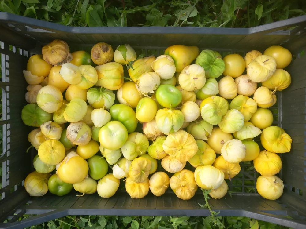kmetija mazej mehi&scaron;ki paradižnik tomatilo / Foto: Osebni Arhiv Jerneja Mazeja