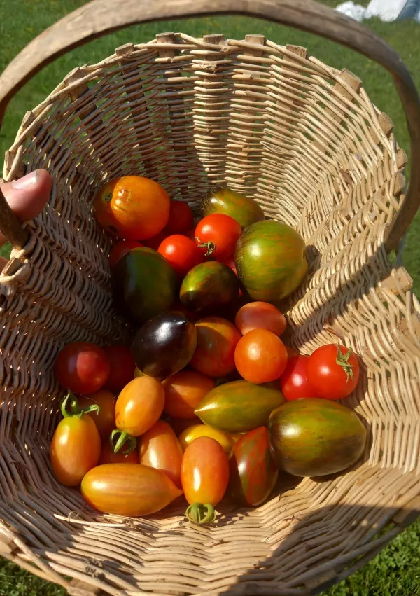 ko&scaron;arica paradižnika kmetija mazej / Foto: Osebni Arhiv Jerneja Mazeja