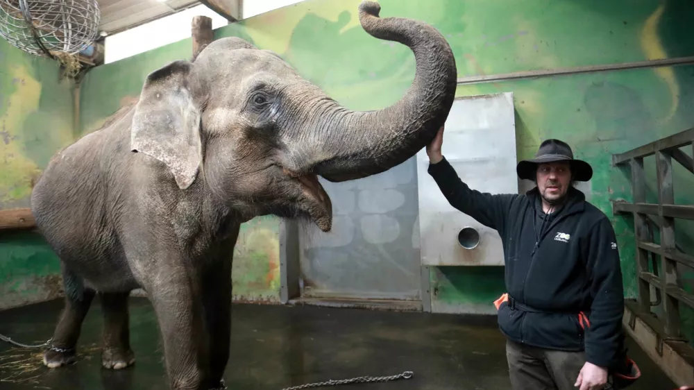 Matija Ram&scaron;ak in Ganga vsako jutro opravita trening, s katerim krepita vez in s triki utrjujeta vaje za namen veterinarskih pregledov.&nbsp;Foto: Tomaž Skale