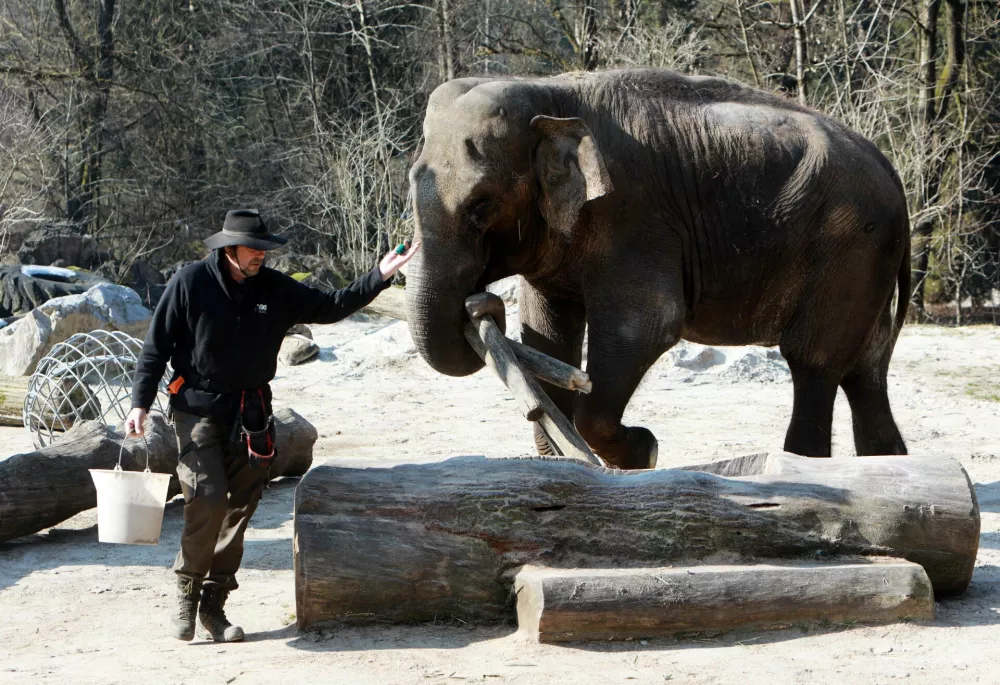 Med popoldanskim treningom Ganga rada pobira hlode in jih prena&scaron;a po svojem dvori&scaron;ču.&nbsp;Foto: Tomaž Skale