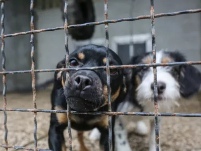 - pes &ndash; psi - 20.12.2018 &ndash; Zaveti&scaron;če za zapu&scaron;čene živali Gmajnice 30, azil za živali namenjen začasni namestitvi zapu&scaron;čenih živali psov in mačk //FOTO: Bojan Velikonja